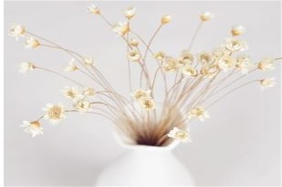 新鲜满天星如何做干花，满天星干花制作4大办法