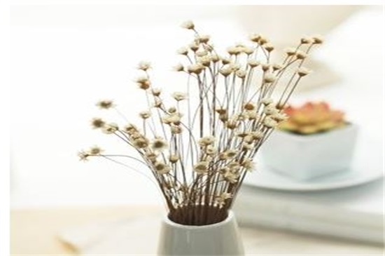 新鲜满天星如何做干花，满天星干花制作4大办法