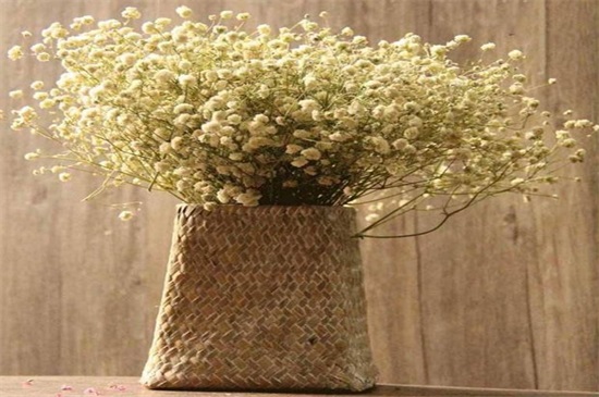 新鲜满天星如何做干花，满天星干花制作4大办法