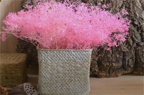 新鲜满天星如何做干花，满天星干花制作4大办法