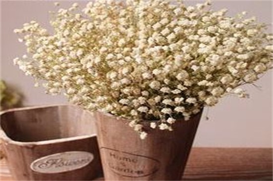 新鲜满天星如何做干花，满天星干花制作4大办法