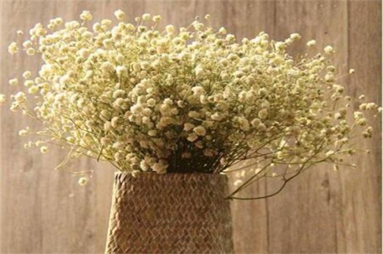 满天星为何比玫瑰贵，保鲜期长/养殖环境要求高