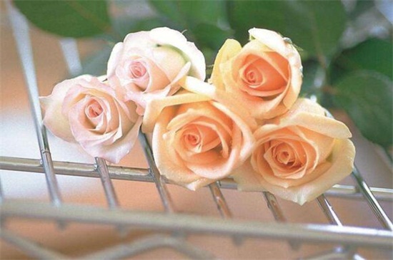 满天星为何比玫瑰贵，保鲜期长/养殖环境要求高