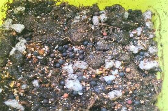 满天星种子种植办法，学会四步成功让满天星爆盆