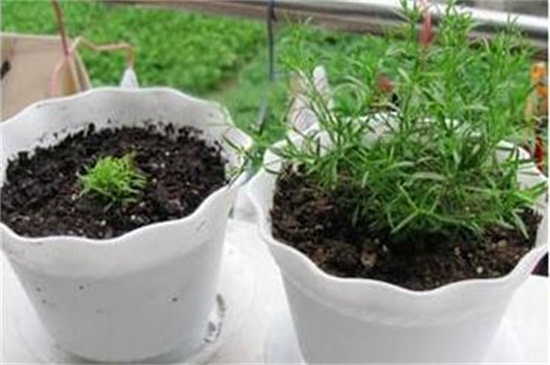 满天星种子种植办法，学会四步成功让满天星爆盆