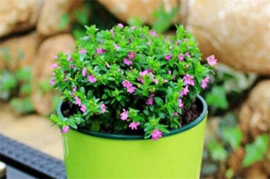 满天星种子种植办法，学会四步成功让满天星爆盆