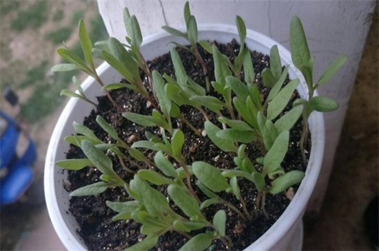 满天星种子种植办法，学会四步成功让满天星爆盆