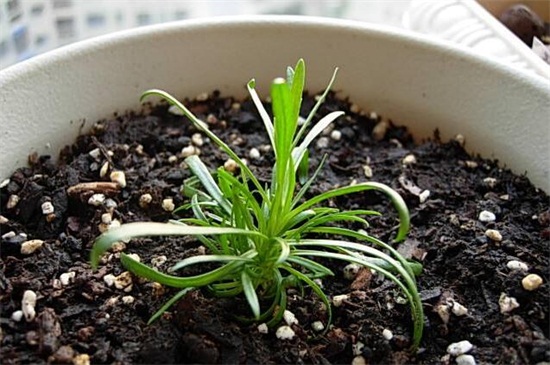 满天星种子种植办法，学会四步成功让满天星爆盆