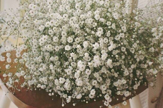 一束满天星大约多少钱，20～80元不等/满天星的花语