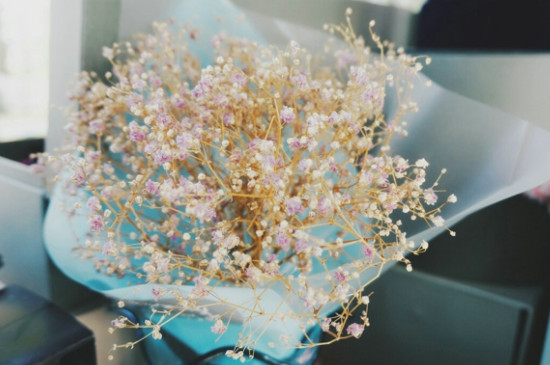 一束满天星大约多少钱，20～80元不等/满天星的花语