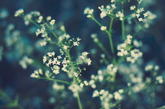 一束满天星大约多少钱，20～80元不等/满天星的花语