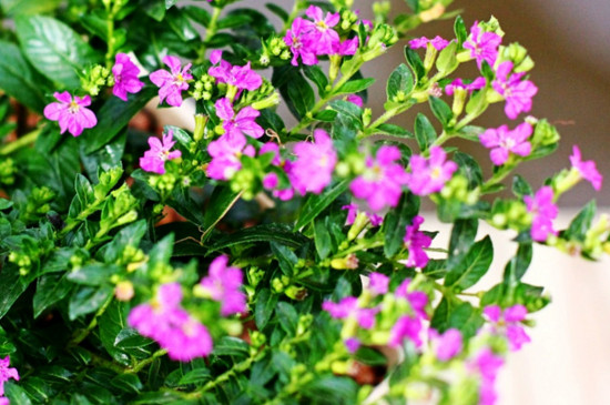 一束满天星大约多少钱，20～80元不等/满天星的花语