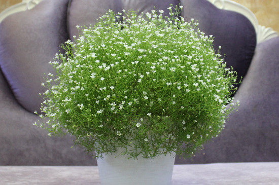 一束满天星大约多少钱，20～80元不等/满天星的花语