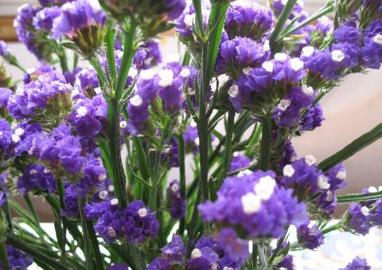 满天星的花语是什么，满天星适合送什么人