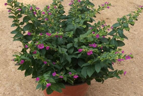 红花满天星的养殖办法，4个步骤让你轻松养殖红花满天星