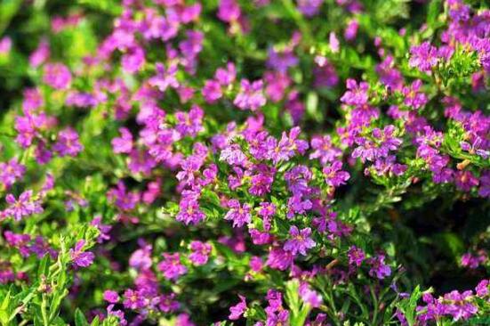 红花满天星的养殖办法，4个步骤让你轻松养殖红花满天星