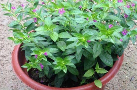 红花满天星的养殖办法，4个步骤让你轻松养殖红花满天星