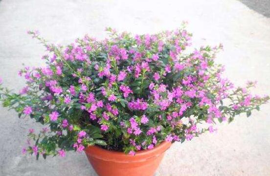 红花满天星的养殖办法，4个步骤让你轻松养殖红花满天星