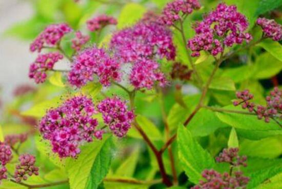 红花满天星的养殖办法，4个步骤让你轻松养殖红花满天星