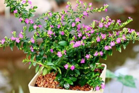 红花满天星的养殖办法，4个步骤让你轻松养殖红花满天星