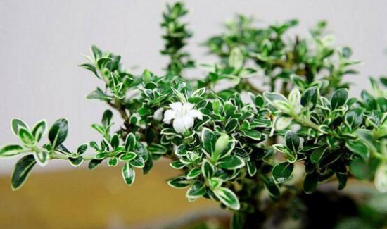 满天星鲜花能放多久？满天星鲜花如何保存