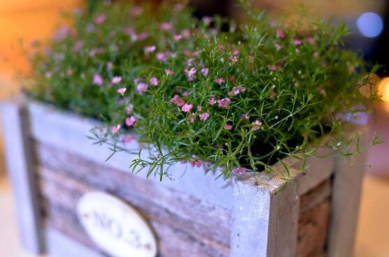 满天星鲜花能放多久？满天星鲜花如何保存