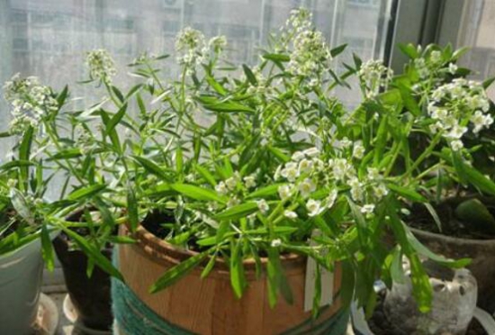 满天星为何不开花？时间未到/养殖办法不对