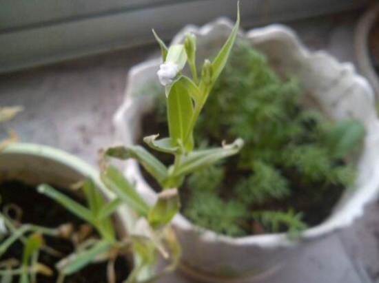 满天星为何不开花？时间未到/养殖办法不对