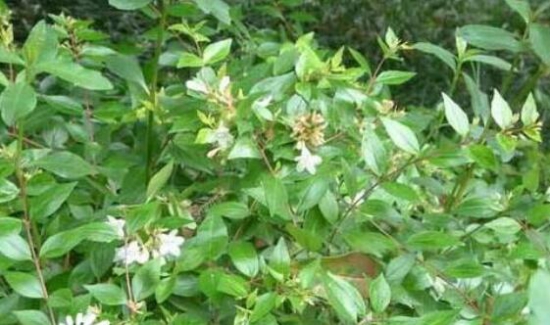 满天星为何不开花？时间未到/养殖办法不对