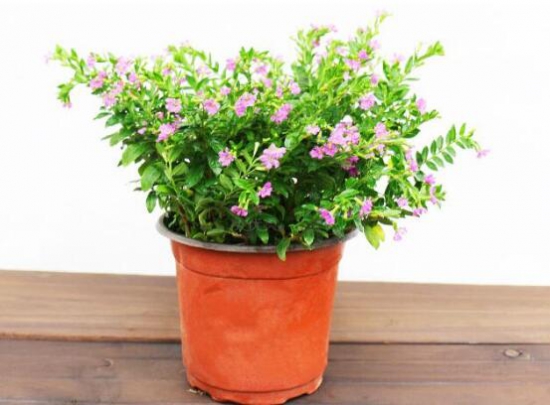 满天星为何不开花？时间未到/养殖办法不对