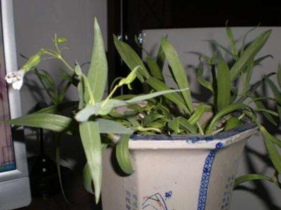 满天星为何不开花？时间未到/养殖办法不对