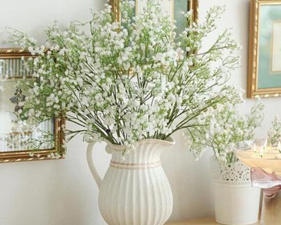 满天星为何不开花？时间未到/养殖办法不对