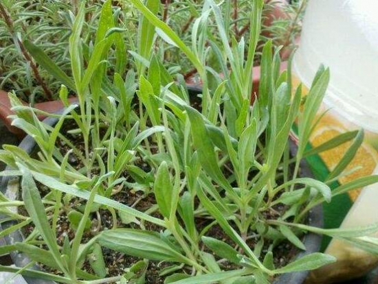 满天星叶子蔫了如何办？三种办法让它恢复生机