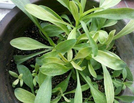 满天星叶子蔫了如何办？三种办法让它恢复生机