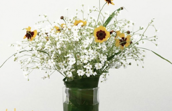 满天星夏季如何养：遮阴通风多浇水不积水