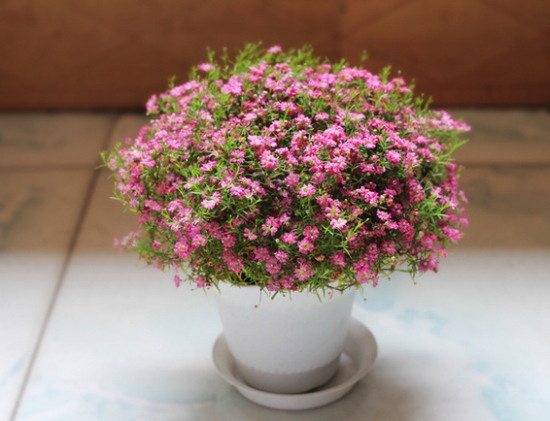 如何养殖吉普赛满天星：打顶很重要