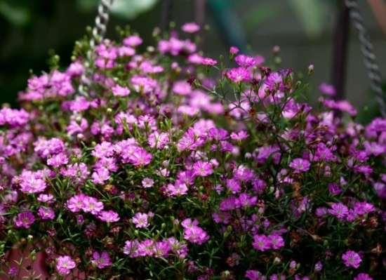 如何养殖吉普赛满天星：打顶很重要