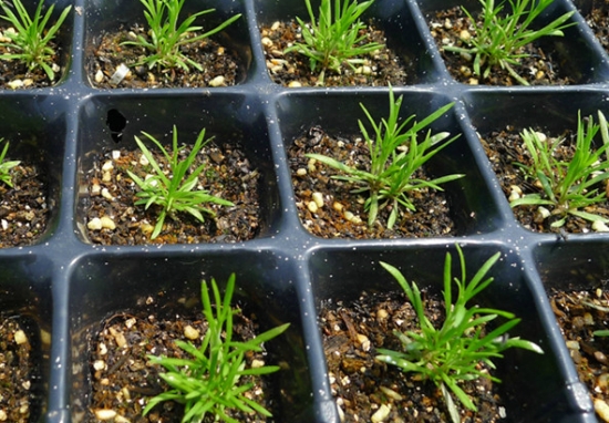 如何养殖吉普赛满天星：打顶很重要