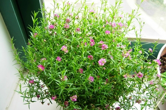 如何养殖吉普赛满天星：打顶很重要