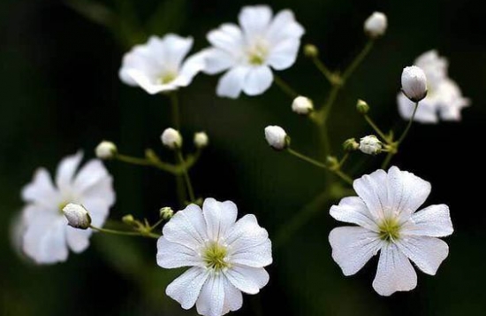 满天星的花期：自然花期通常在每年的5-8月份