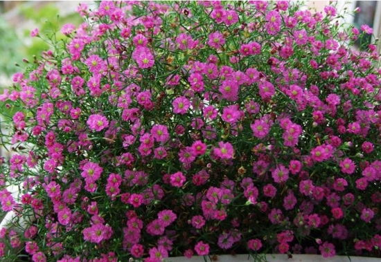 满天星的养殖办法和留意事项：喜温暖湿润和阳光充足环境