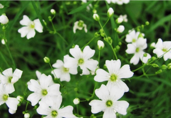 满天星的养殖办法和留意事项：喜温暖湿润和阳光充足环境