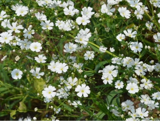 满天星的养殖办法和留意事项：喜温暖湿润和阳光充足环境