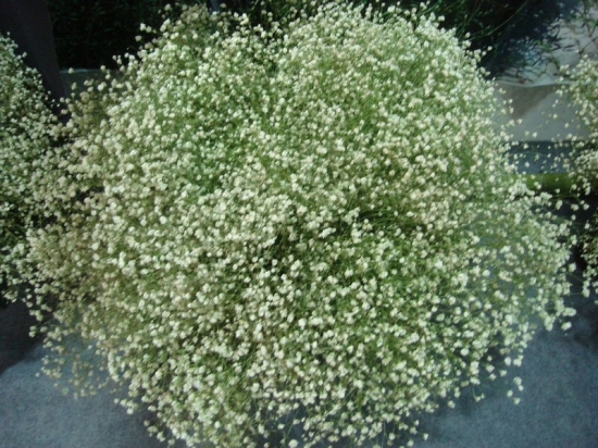 满天星图片大全附介绍：相册的图片任意下载