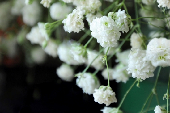 满天星图片大全附介绍：相册的图片任意下载