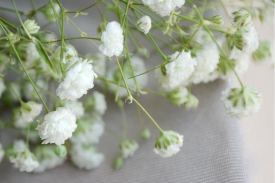 满天星图片大全附介绍：相册的图片任意下载