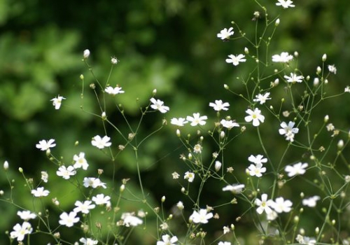 满天星价格：种子约1.5～2元/包