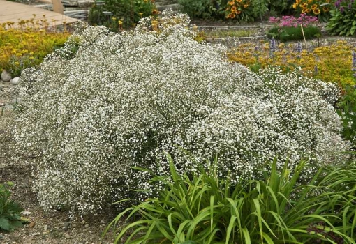 满天星种子：保存时需晒干,种植需渗泡