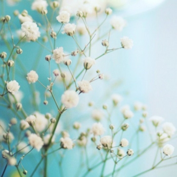 满天星花语：清纯、关怀、思恋、配角、真爱