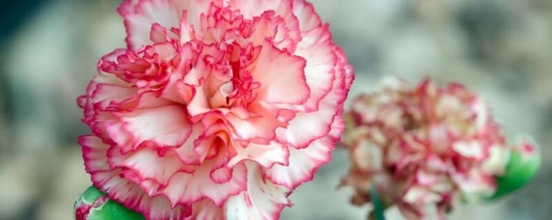 康奶馨的养植办法